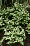 Arum italicum subsp. italicum 'Marmoratum' RCP3-10 085.jpg